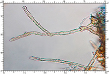 Hydnocystis bombycina